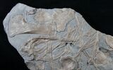 x Plate of Ichthyosaur Fossils - Posidonia Shale #13634-2